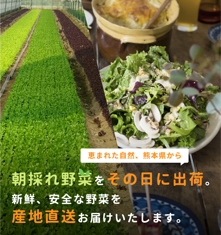 恵まれた自然、熊本県から朝採れ野菜をその日に出荷。新鮮、安全な野菜を産地直送お届けいたします。